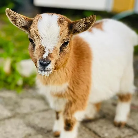 別荘 Quinta Da Fe *