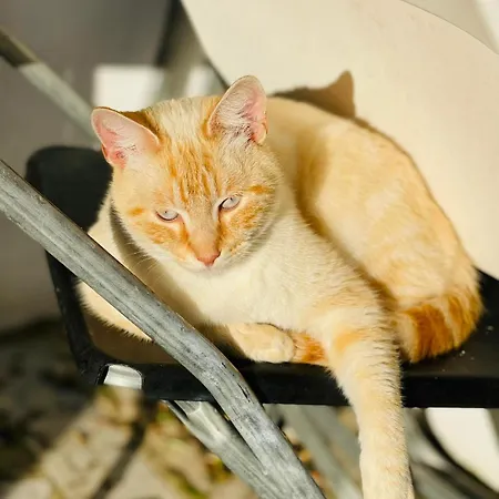 Casa vacanze Quinta Da Fé Santa Margarida da Coutada