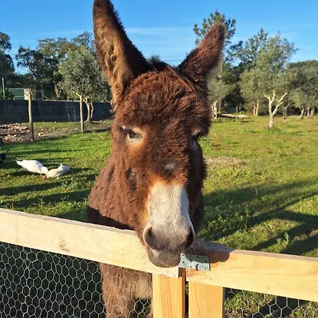 Quinta Da Fé * Santa Margarida da Coutada