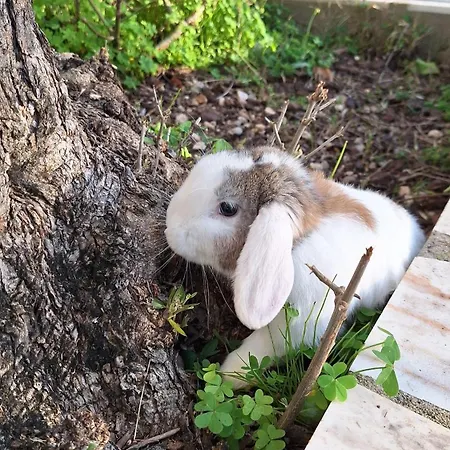 Quinta Da Fé Casa vacanze