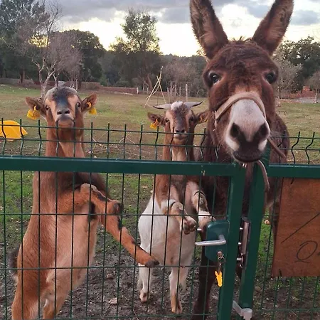Quinta Da Fé * Santa Margarida da Coutada