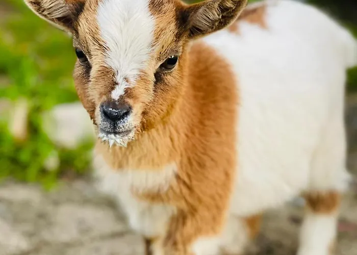 בית נופש Quinta Da Fe *