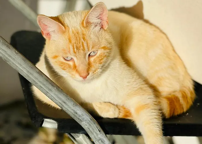 Vakantiehuis Quinta Da Fe Santa Margarida da Coutada