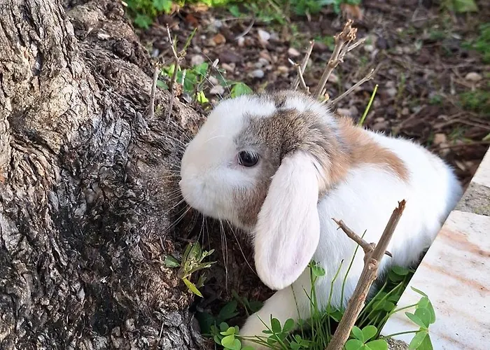 Quinta Da Fe בית נופש