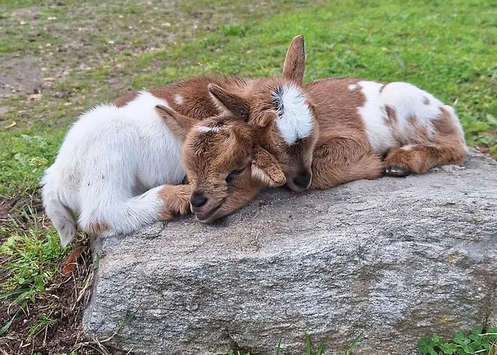 Quinta Da Fe בית נופש