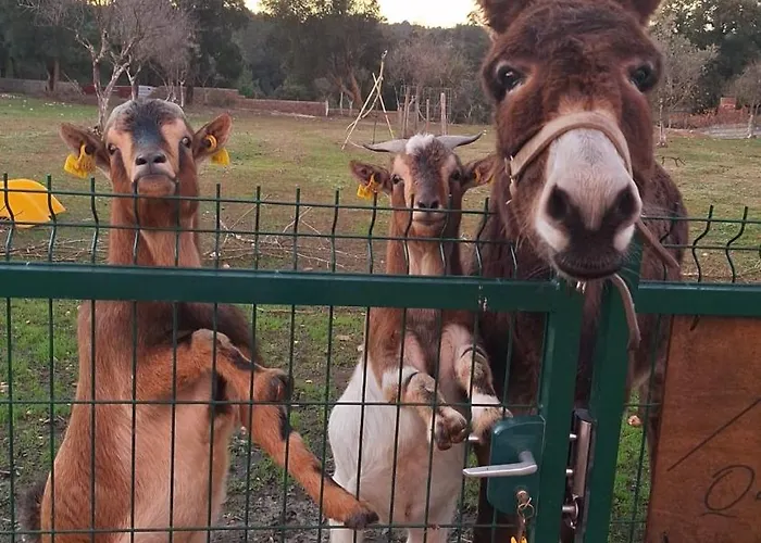 Quinta Da Fe * Santa Margarida da Coutada